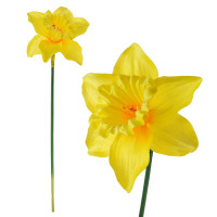 Żonkil VW4084 Arpex